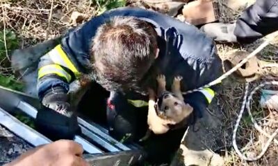 Karabük’te 5 metrelik kuyuya düşen köpek yavrusu kurtarıldı