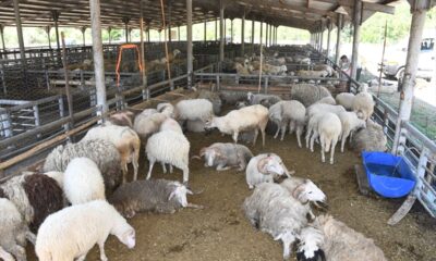 Karabük’te kurbanlıklar hayvan pazarında yerini aldı