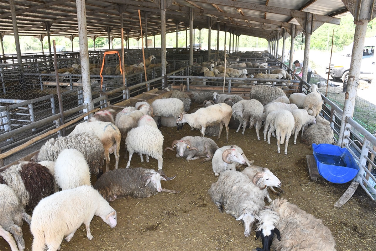 Karabük’te kurbanlıklar hayvan pazarında yerini aldı