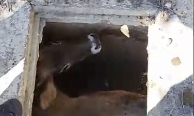Karabük’te su kuyusuna düşen inek iş makinesi ile kurtarıldı