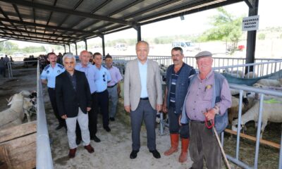 Suluova Belediye Başkanı Üçok, hayvan pazarını ziyaret etti