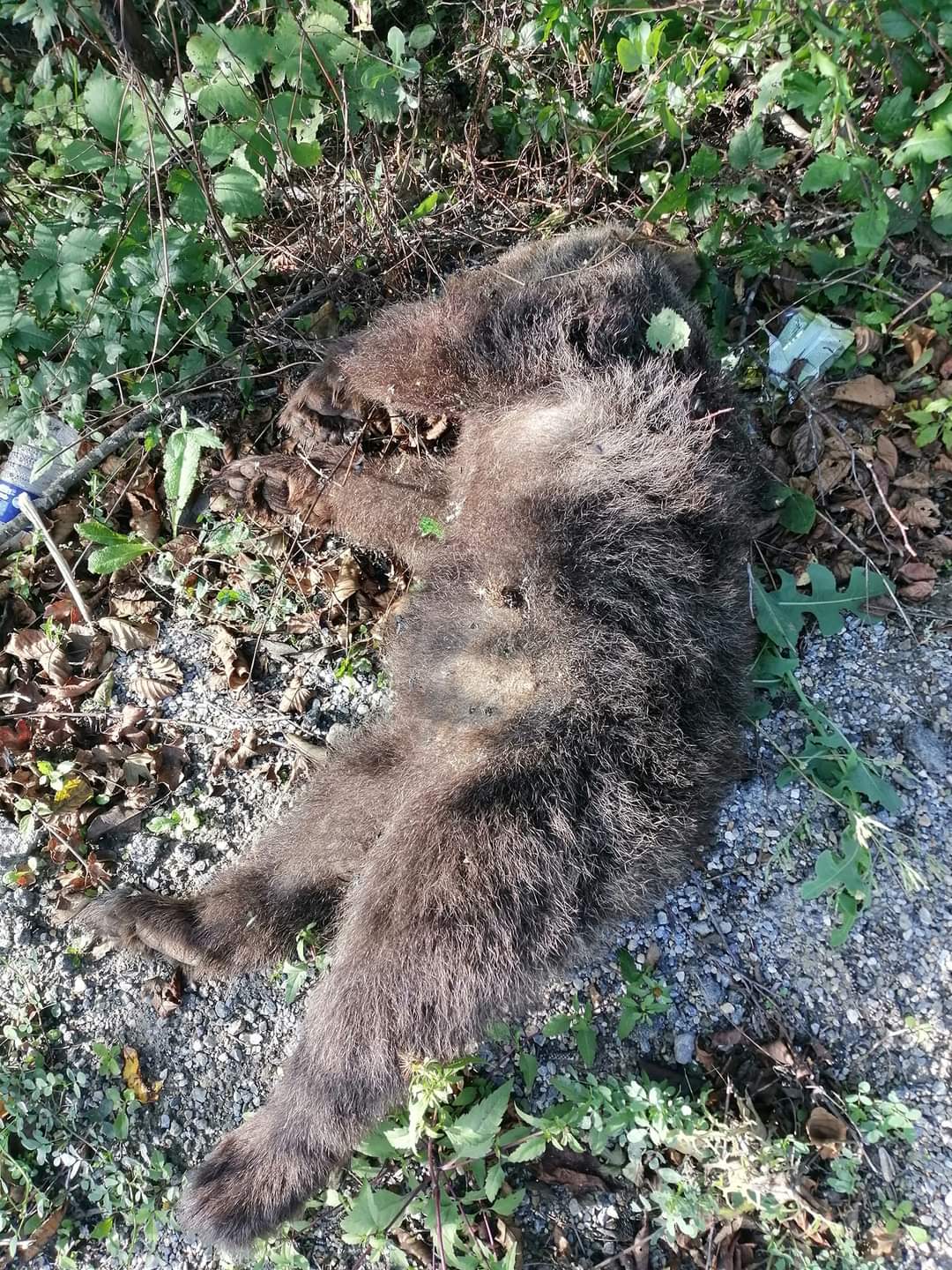 Bolu’da aracın çarptığı yavru ayı öldü