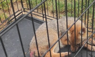 Bolu’da köpeklerin saldırısında yaralanan tilki tedavi edilerek doğaya salındı