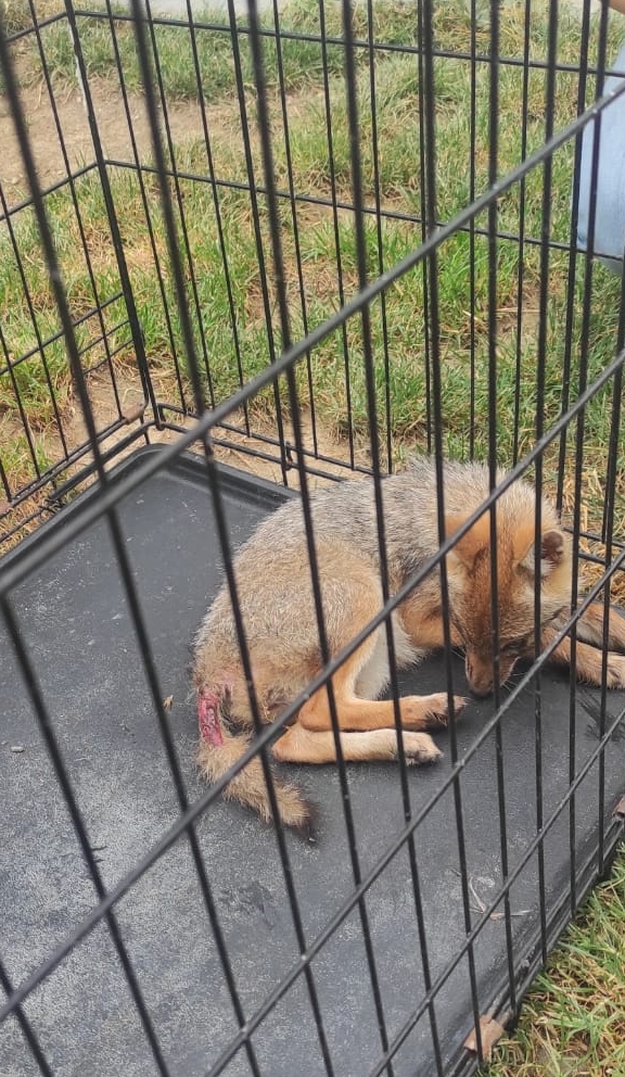Bolu’da köpeklerin saldırısında yaralanan tilki tedavi edilerek doğaya salındı
