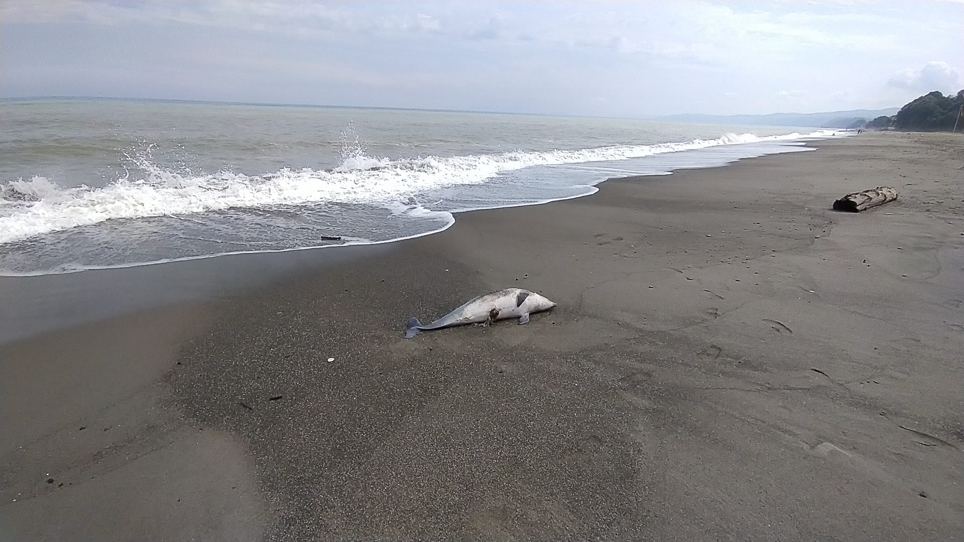 Düzce’de denizde bulunan ölü yunus kıyıya çıkarıldı