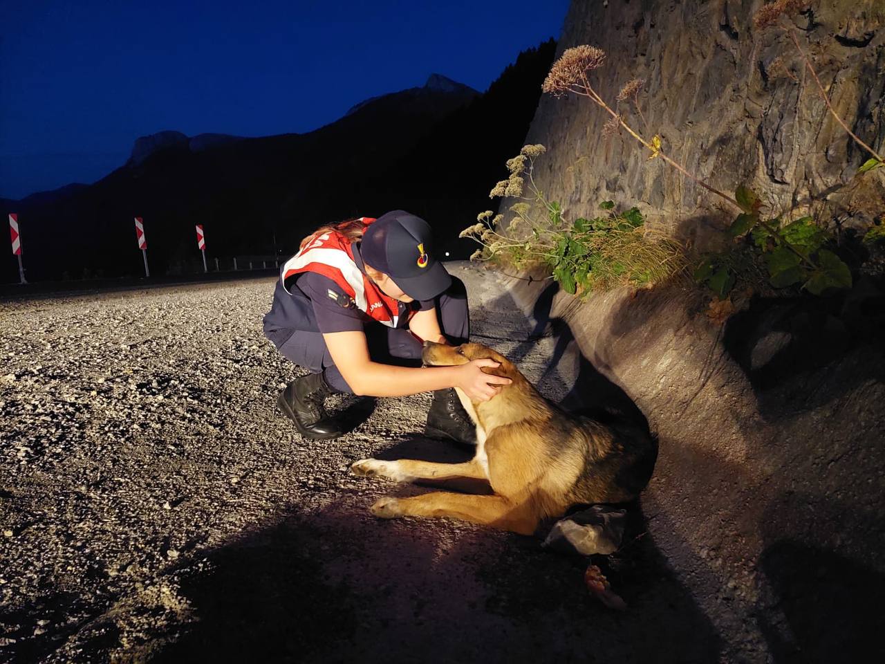 Kastamonu’da otomobilin çarptığı köpek jandarma tarafından kurtarıldı