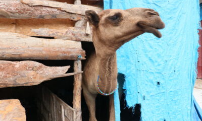 Samsun’da “Nazlı” ve “Paşa” isimli develer en çok sahilde vakit geçiriyor