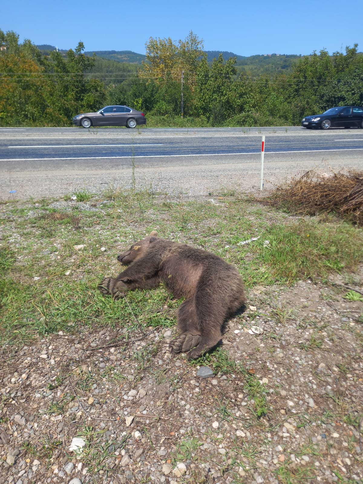 Zonguldak’ta kamyonetin çarptığı ayı öldü
