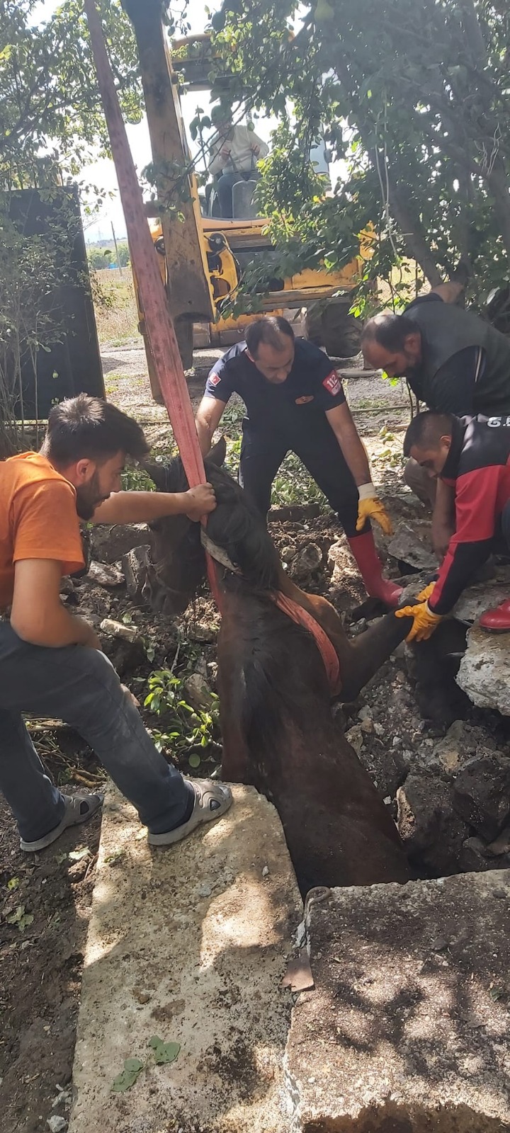 Bolu’da su kuyusuna düşen at kurtarıldı