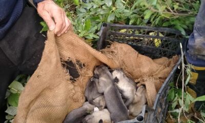 Ordu’da mahsur kalan 7 yavru köpek itfaiye ekiplerince kurtarıldı