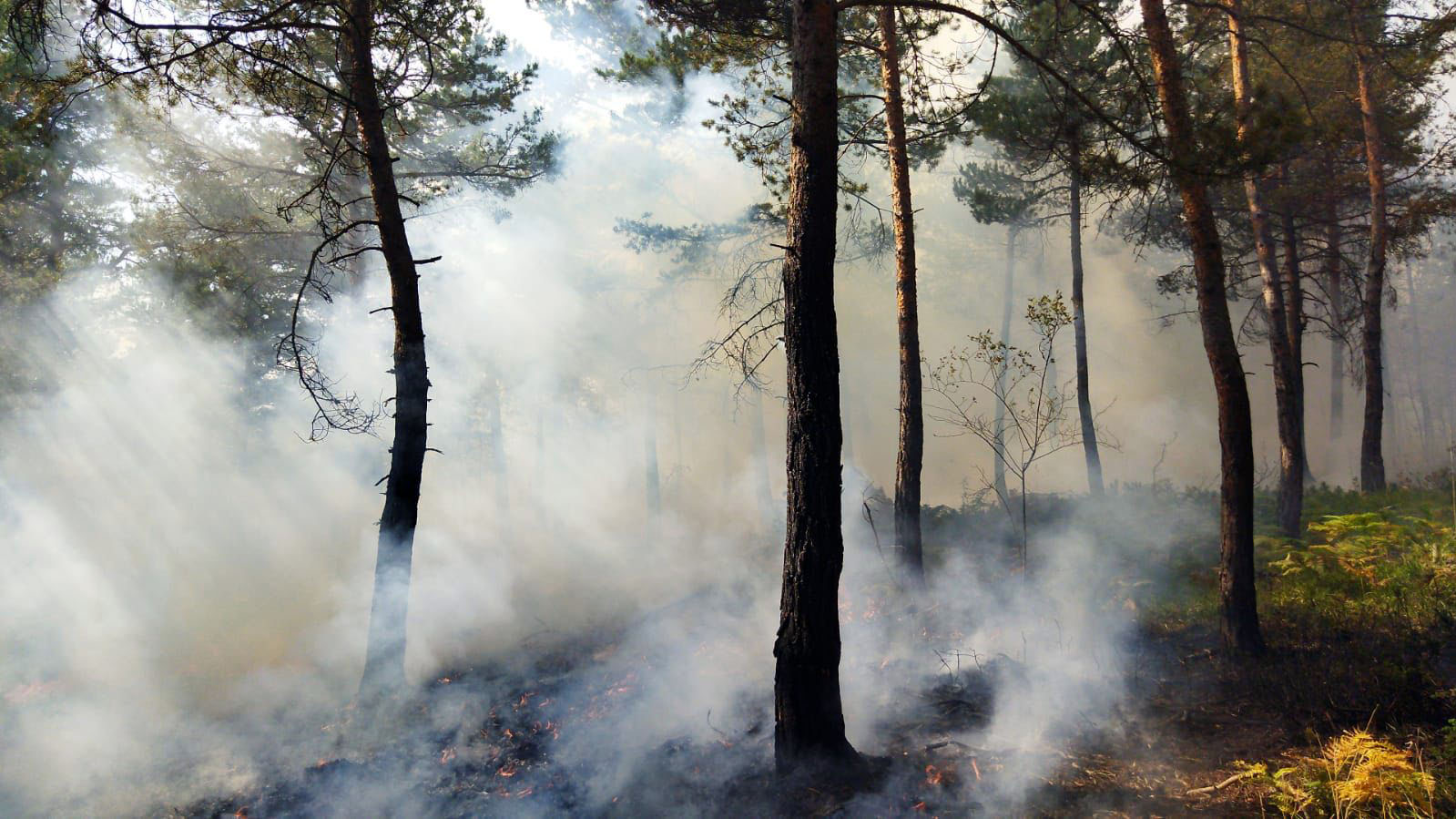 Tokat’ın Reşadiye ilçesinde çıkan orman yangını kontrol altına alındı