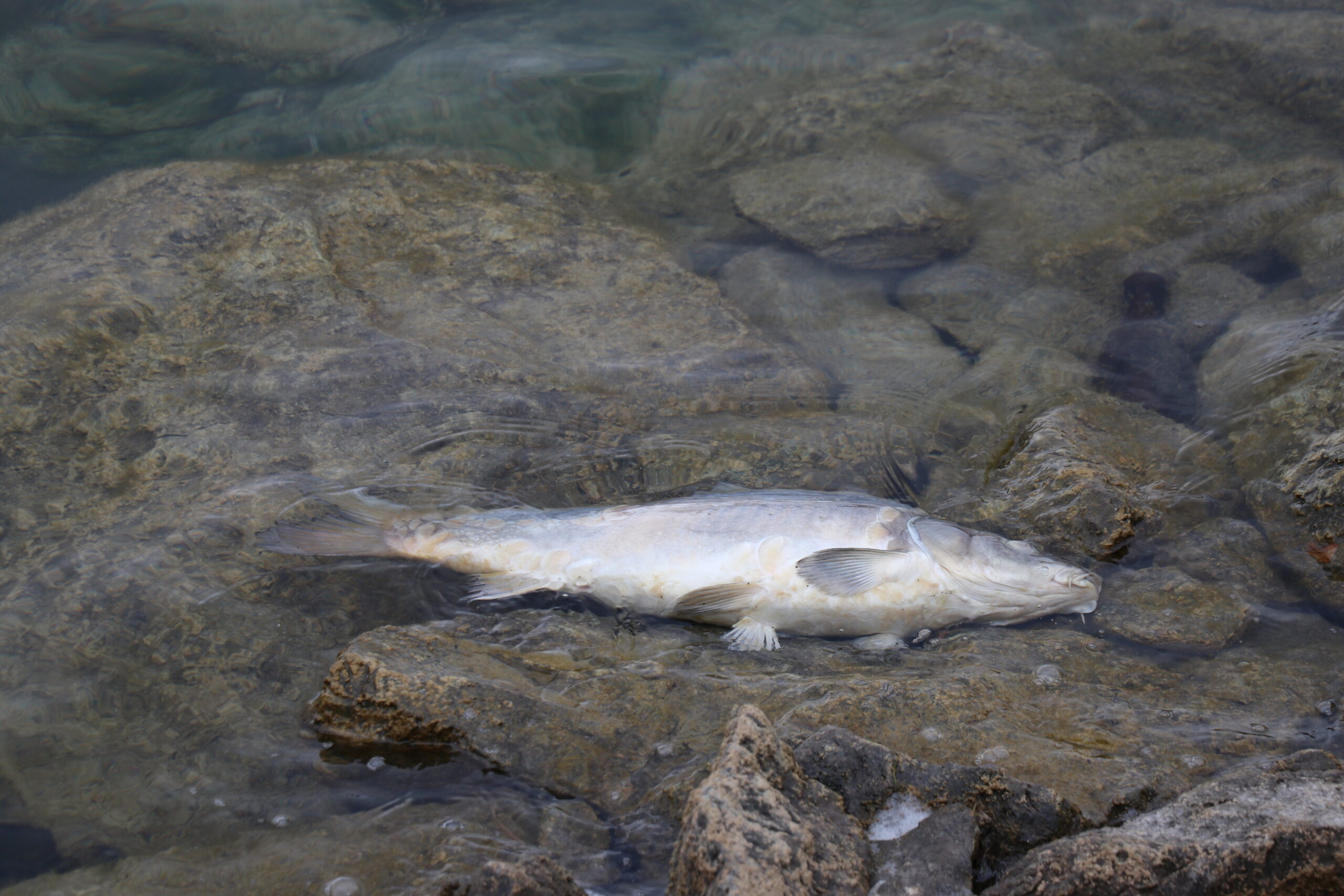Balık ölümlerinin görüldüğü Bolu’daki Gölköy Barajı’ndan numune alındı
