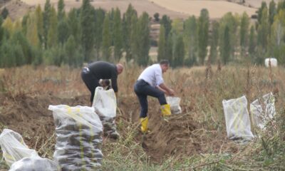 Bayburt Üniversitesinde mor patates hasadı yapıldı