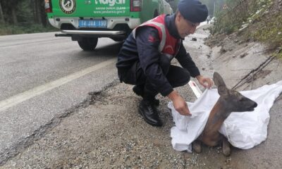 Bolu’da otomobilin çarptığı karaca tedaviye alındı