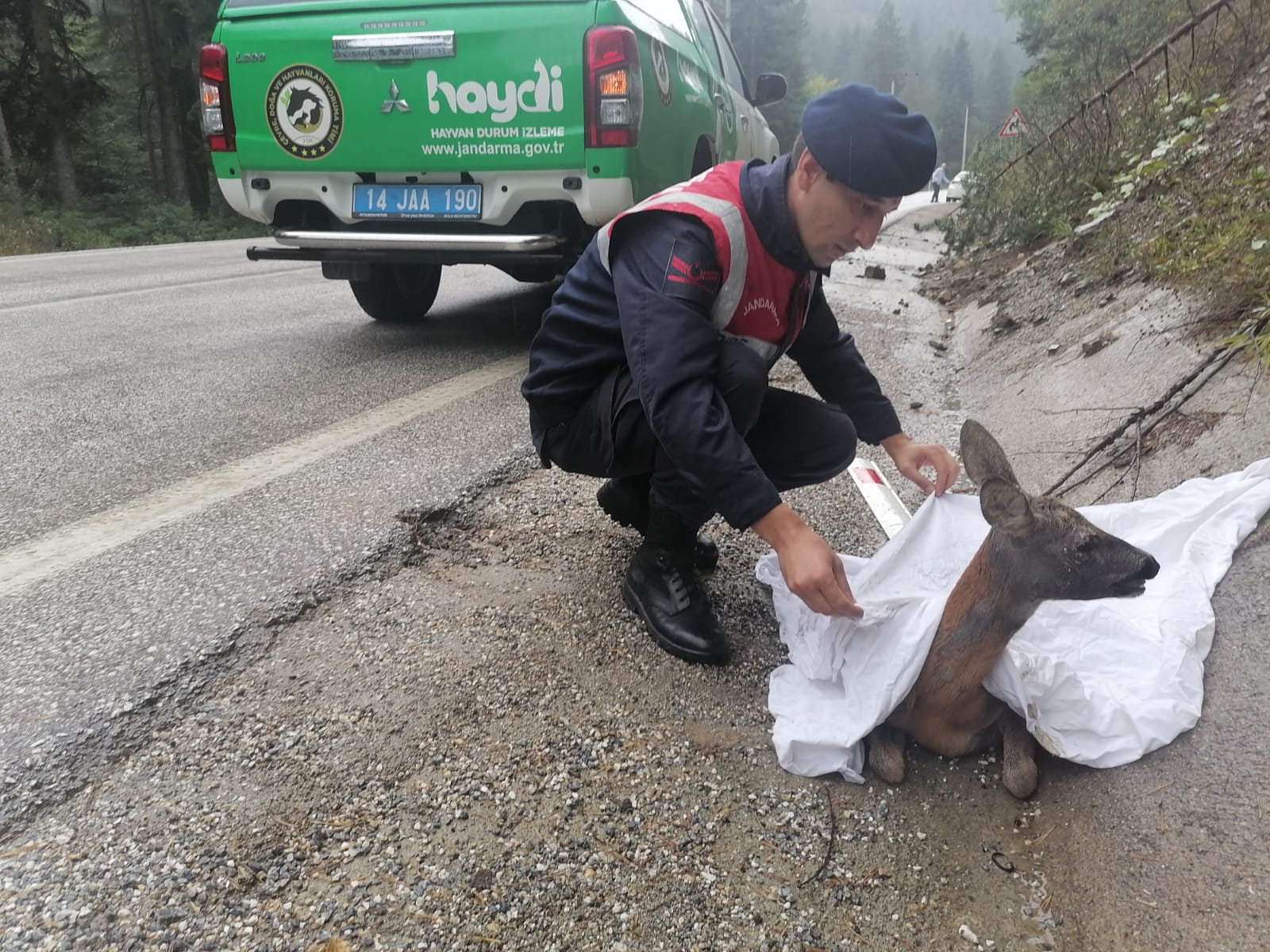 Bolu’da otomobilin çarptığı karaca tedaviye alındı