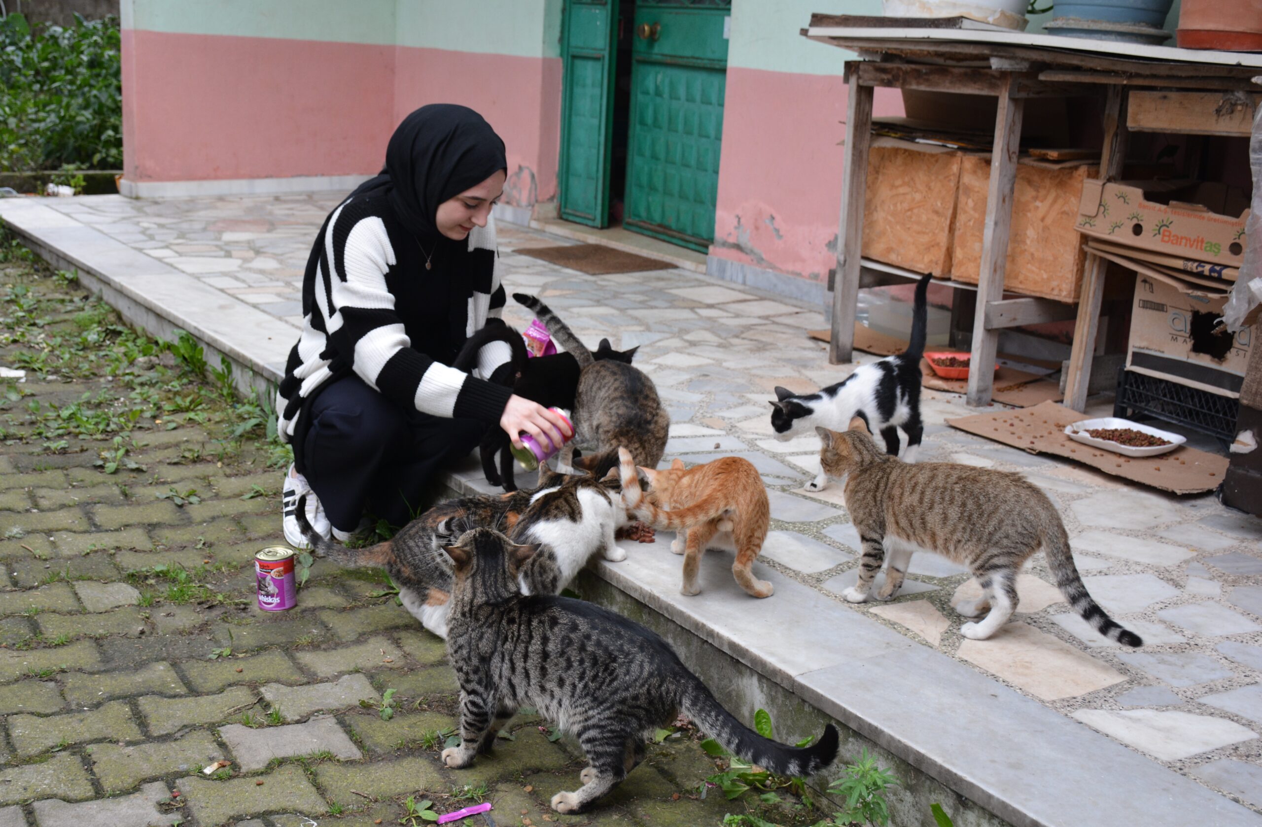 Üniversite öğrencisi Sevgican sahipsiz kedilerin yardımına koşuyor