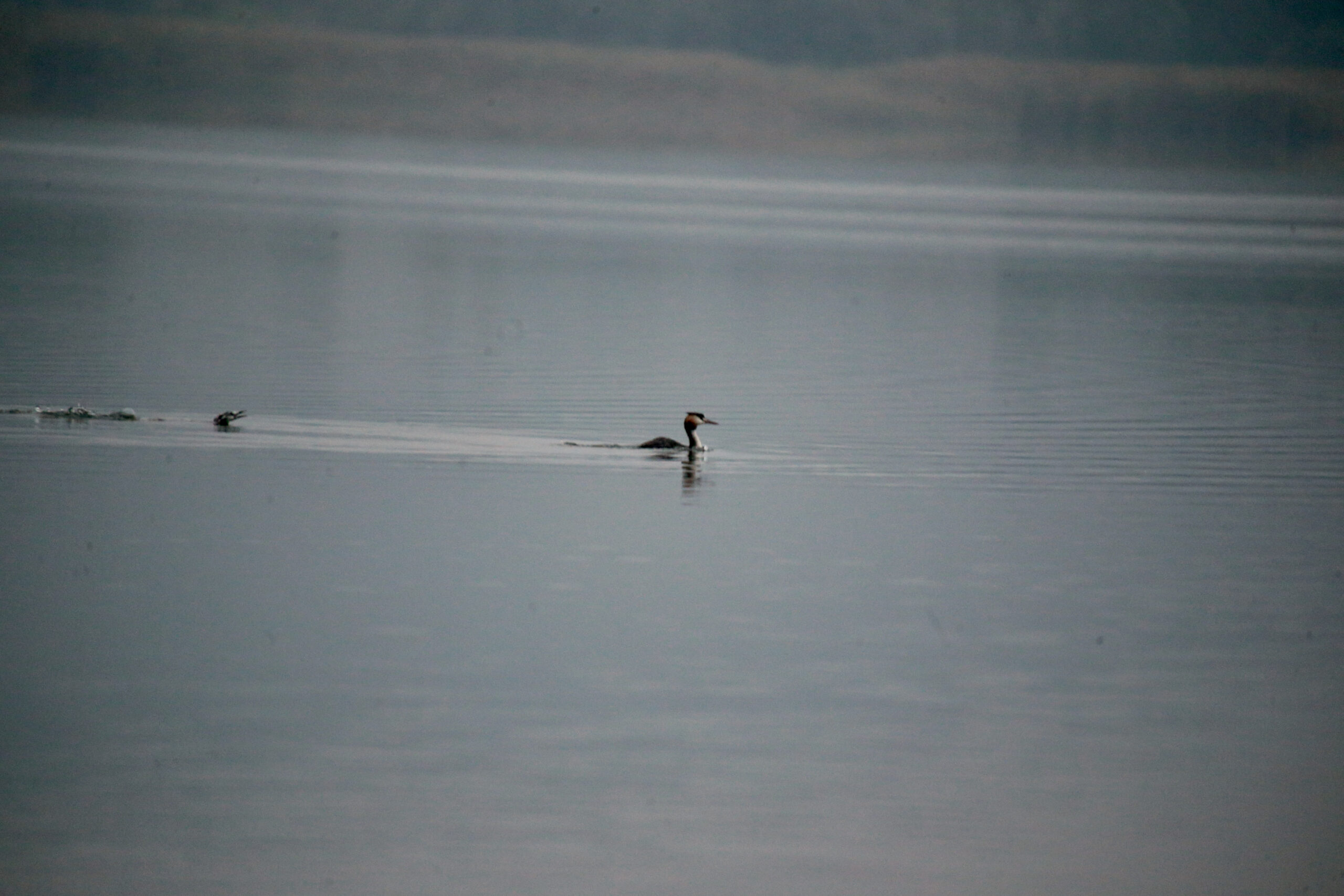Yeniçağa Gölü göç mevsiminde mola veren kuşları ağırlıyor