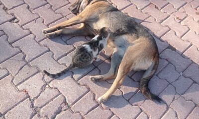 Çorum’da bir köpek, annesinin dışladığı kedi yavrusunu 3 aydır emziriyor