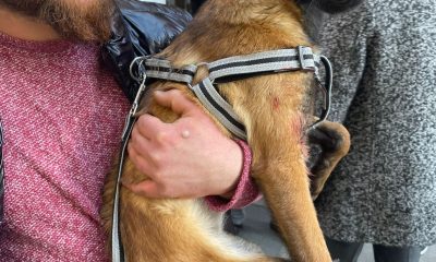 Ordu’da “pitbull” cinsi köpeğin saldırdığı köpek yaralandı