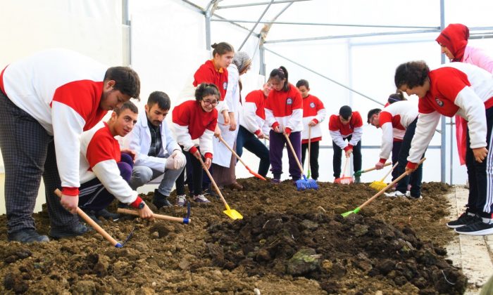 Samsun’da özel öğrenciler serada kışlık sebze yetiştiriyor