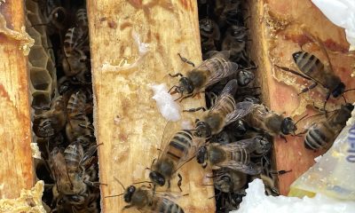 Arı ölümlerinin önüne geçmek için yetiştiricilere takviye yem çağrısı