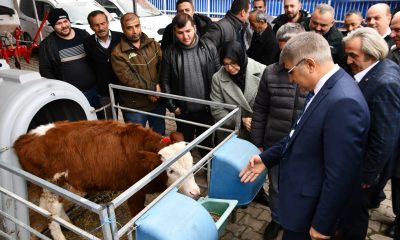 Karabük’te et ve süt verimi yüksek ırkların artırılması projesi devam ediyor