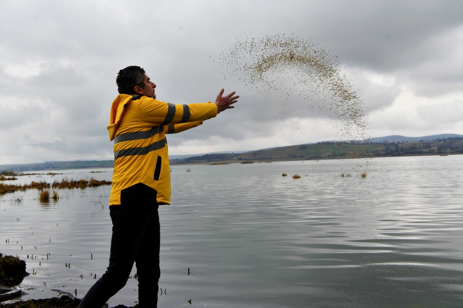 Ladik Gölü’nde göçmen kuşlar ve balıklar için yemleme yapıldı