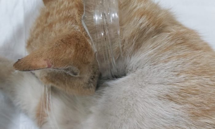 Trabzon’da başı cam kavanoza sıkışan kedi kurtarıldı