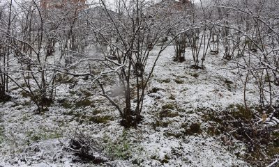 Giresun’da etkili olan kar yağışı fındık üreticilerini sevindirdi