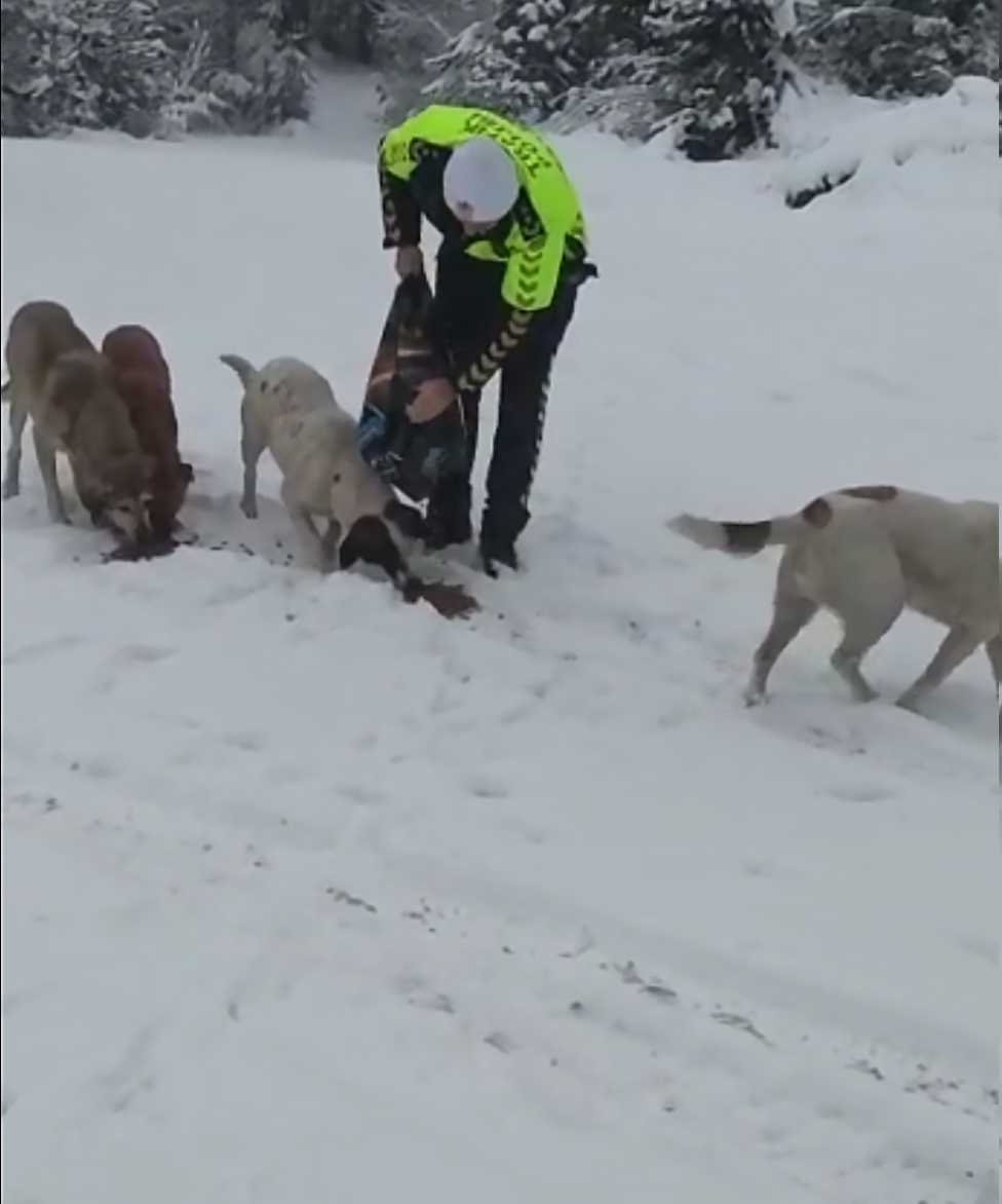 Karabük’te polis ekipleri, sahipsiz ve yaban hayvanlarına yem ve mama verdi