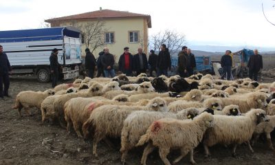 Tokat’ta yangında hayvanları telef olan çiftçiye 120 koyun ve keçi verildi