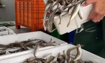 Yakakent’te balıkçılar, havanın soğumasıyla balık avının artmasını bekliyor