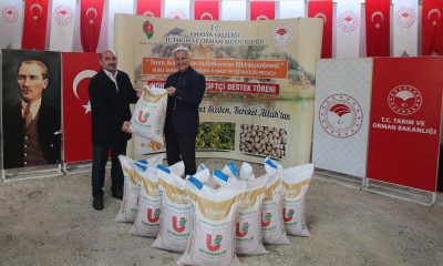 Amasya’da 400 üreticiye 44 ton nohut tohumu dağıtıldı
