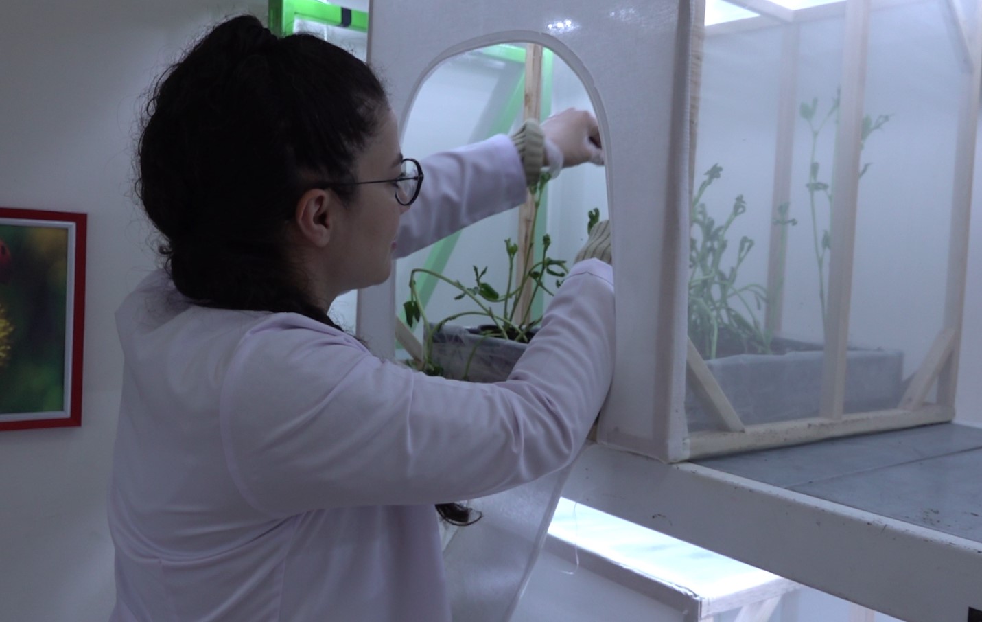 Çorum’da yaprak bitiyle mücadele için uğurböceği üretim laboratuvarı kuruldu