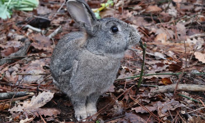 Ordu’da bulunan yaban tavşanı doğaya salındı