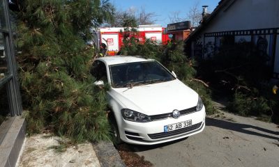 Ordu’da şiddetli rüzgarın etkisiyle devrilen ağaç, iş yeri ile otomobile zarar verdi