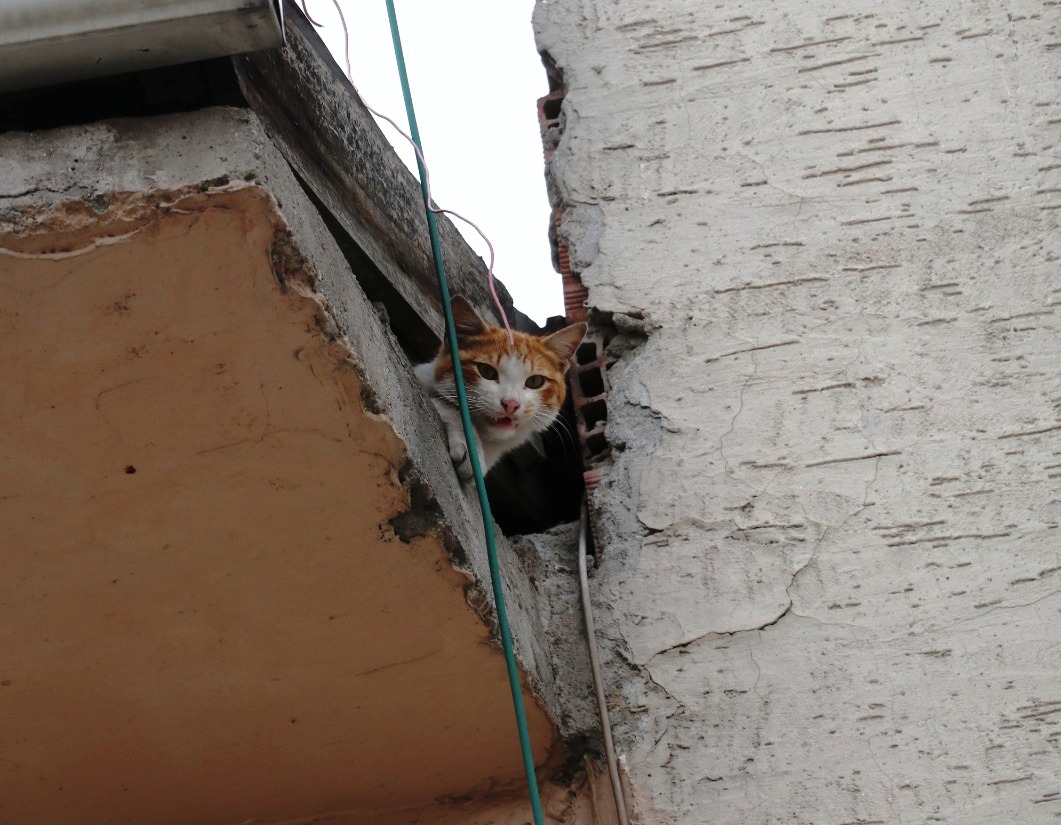 Taşova’da çatıda mahsur kalan kediyi esnaf kurtardı