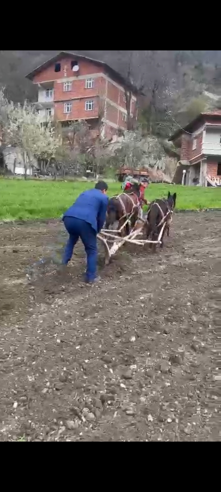 Samsun Bağımsiz Milletvekili Adayi Mustafa ÇOBAN Tarlasını katirlarla süren Köylü ureticinin yardımına koştu.