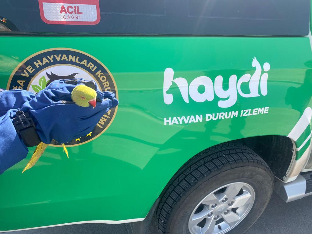 Anadolu Otoyolu’nda yolcu otobüsünde 9 istilacı yeşil papağan ele geçirildi