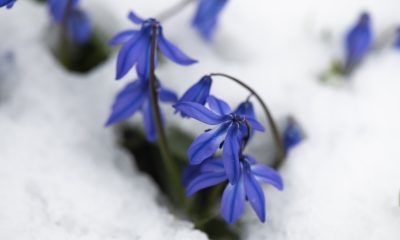 Kadıralak Yaylası’nın “mavi yıldızlar”ı kar altında kaldı