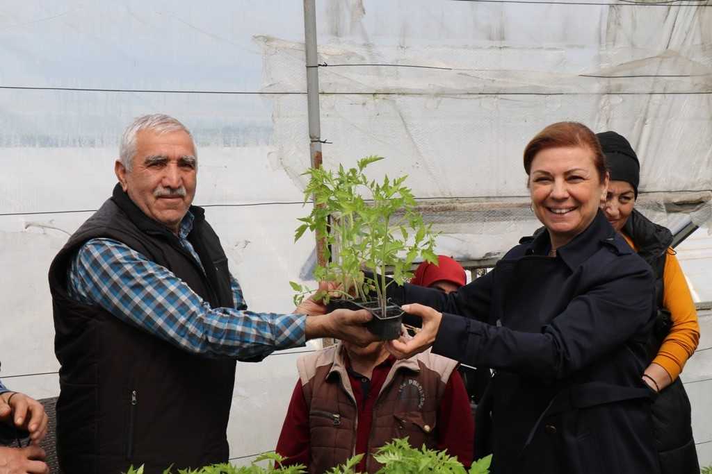 Safranbolu Belediyesi vatandaşlara domates fidesi dağıttı