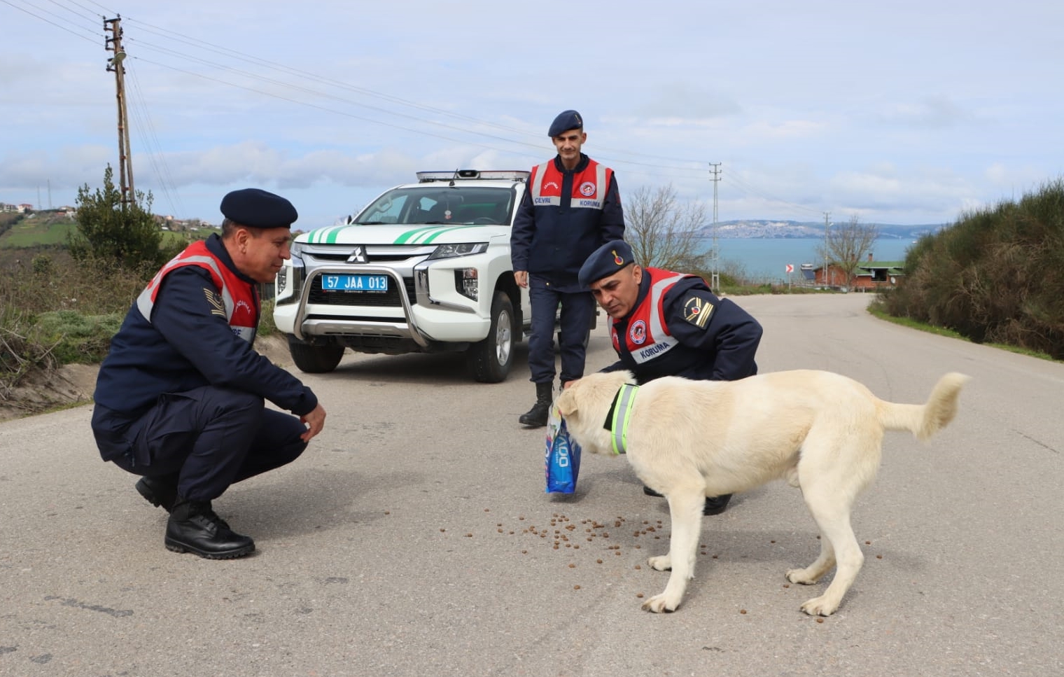 Sinop’ta trafik kazalarını önlemek için sahipsiz köpeklere reflektif tasma