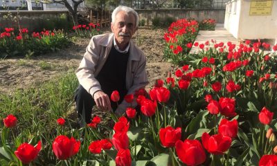 Suluova’da emekli öğretmenin bahçesinde yetiştirdiği laleler çiçek açtı