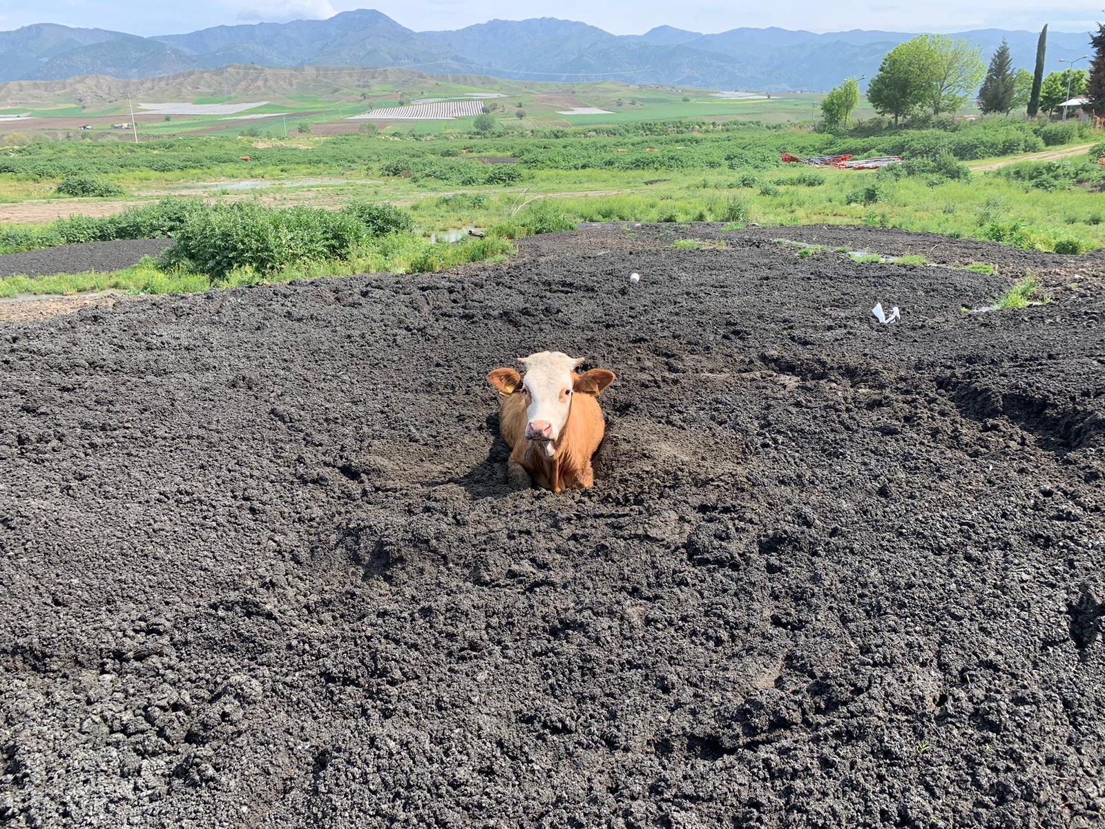 Tokat’ta gübre yığınına batan ineği itfaiye ekipleri kurtardı