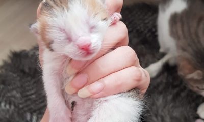 Trabzon’da bebek arabasında doğum yapan kedi ve yavruları sahiplendirildi