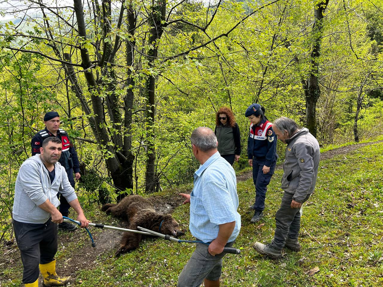 Zonguldak’ta yaralı bulunan ayı tedavi altına alındı