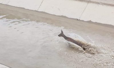 Çorum’da su kanalına düşen karacayı belediye görevlileri kurtardı