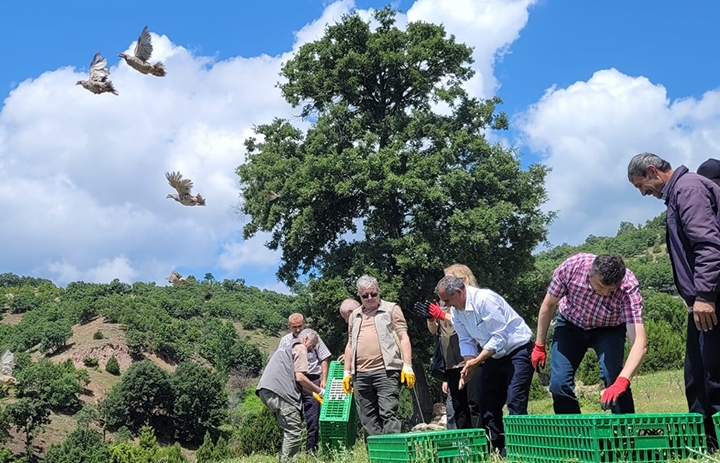 Amasya’da 1000 kınalı keklik doğaya bırakıldı