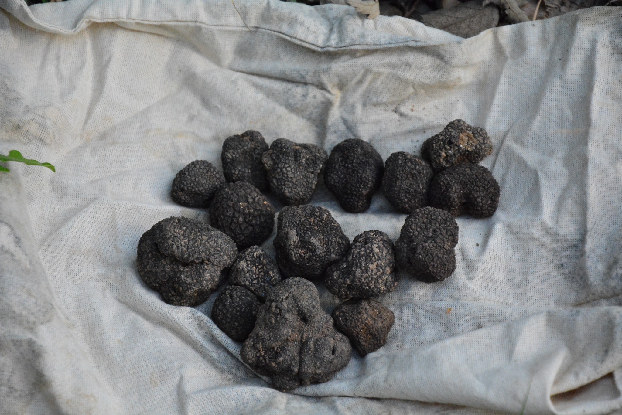 Amasya’da ormancılar yaklaşık 100 kilogram trüf mantarı topladı