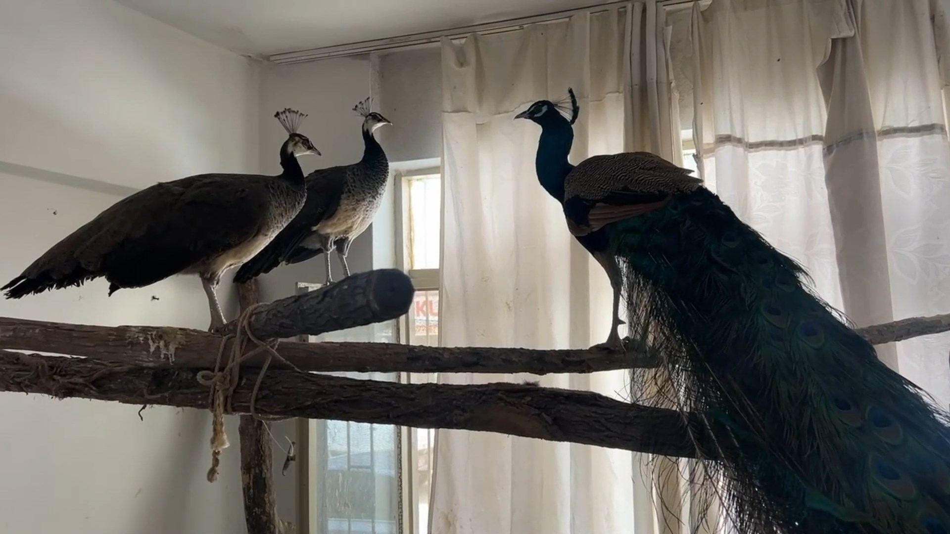 Ordu’da evinde izinsiz Hint tavus kuşu besleyen kişiye 5 bin 250 lira ceza
